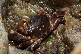 Image of Hemigrapsus nudus