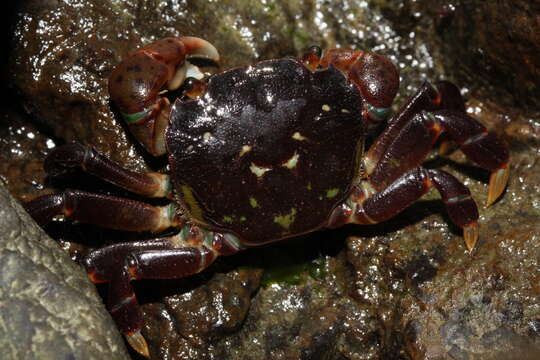 Image of Grapsoidea MacLeay 1838