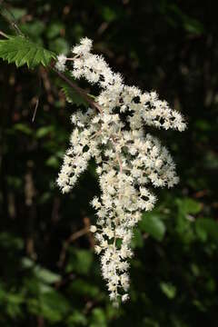 Image de Holodiscus discolor (Pursh) Maxim.