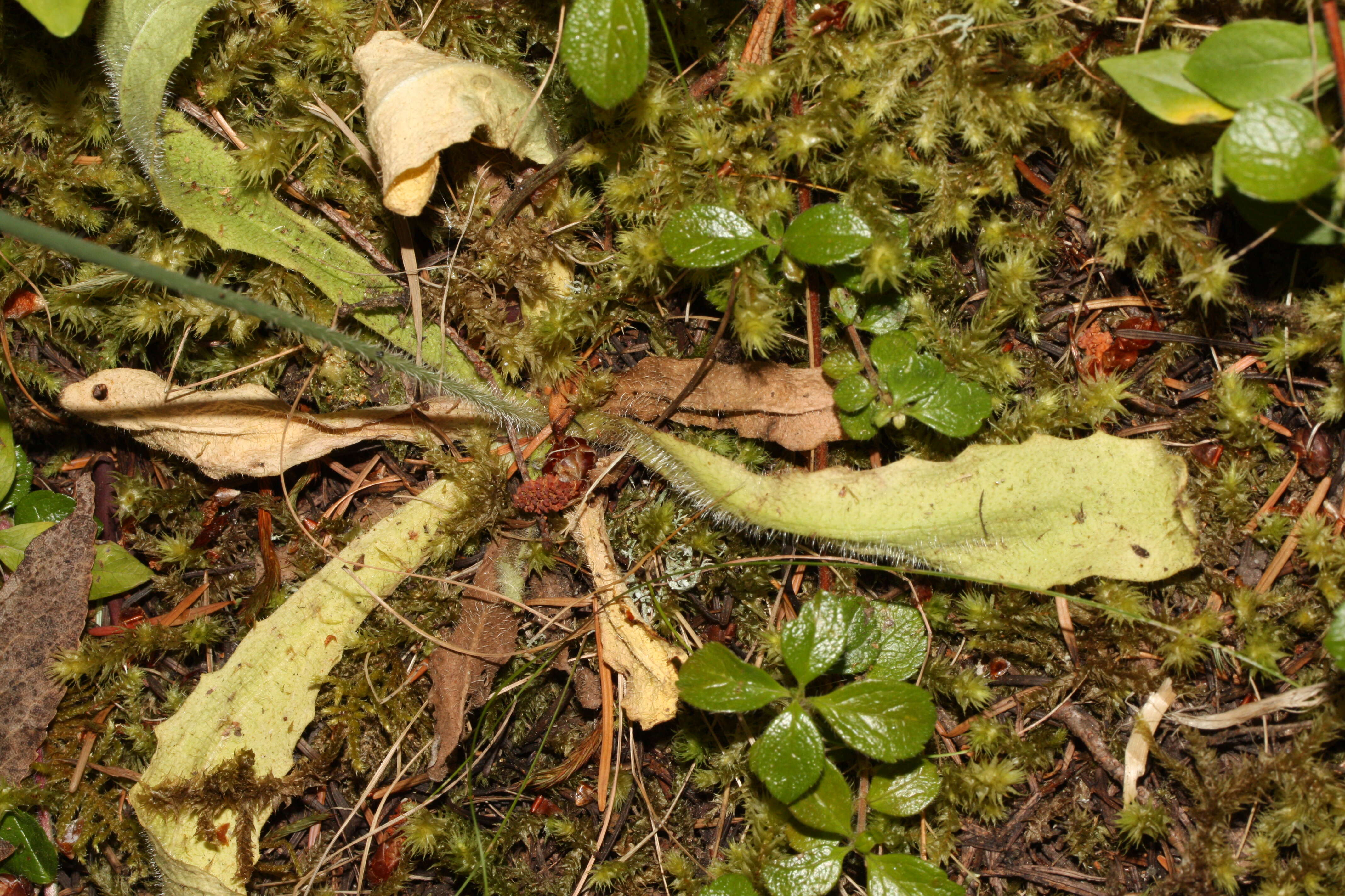 Image of Hairy Cat's-Ear