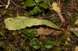 Image of Hairy Cat's-Ear