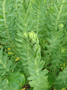 Imagem de Linum monogynum var. chathamicum Cockayne