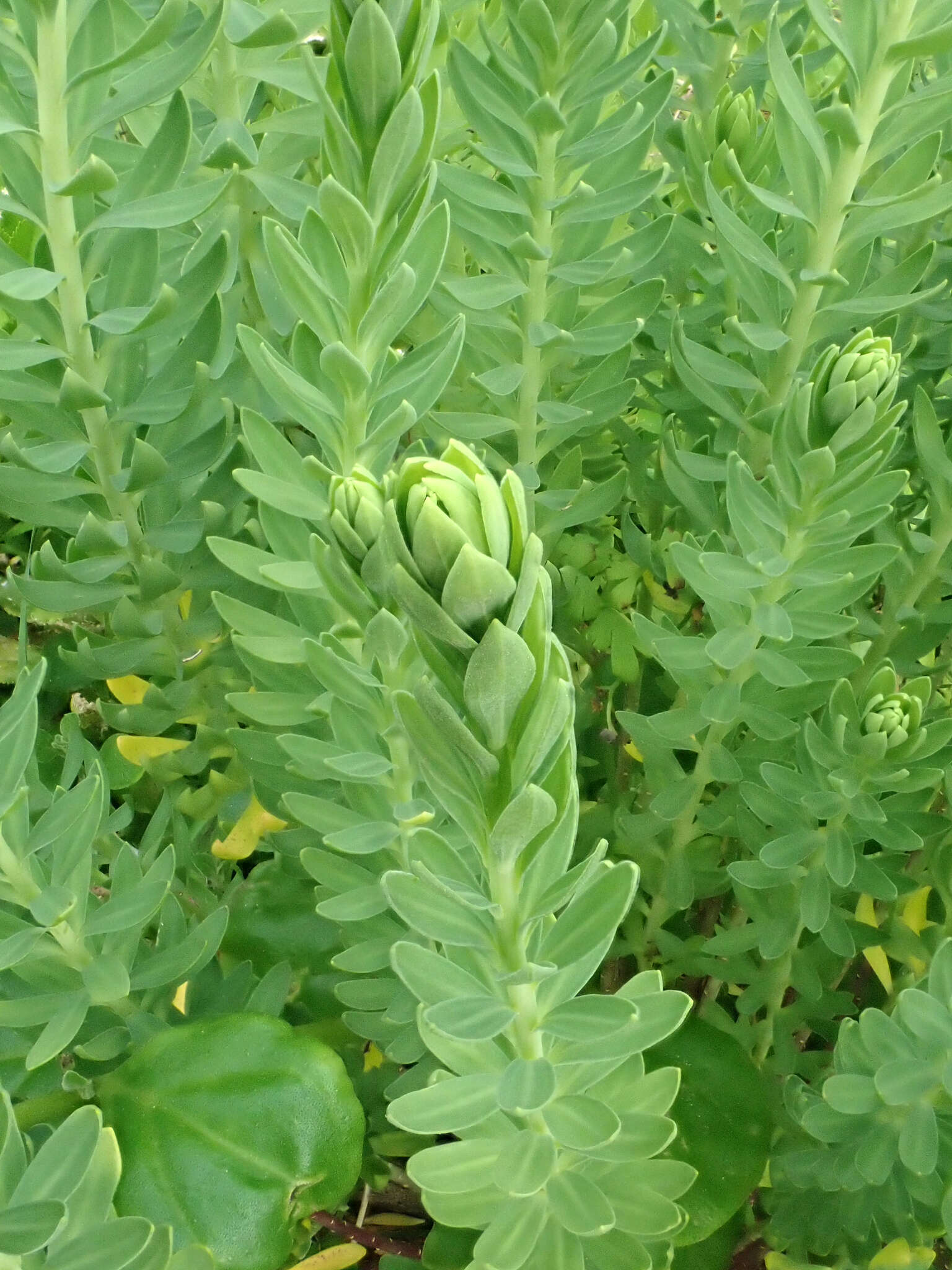 Image of Linum monogynum var. chathamicum Cockayne