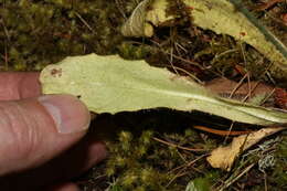 Image of Hairy Cat's-Ear