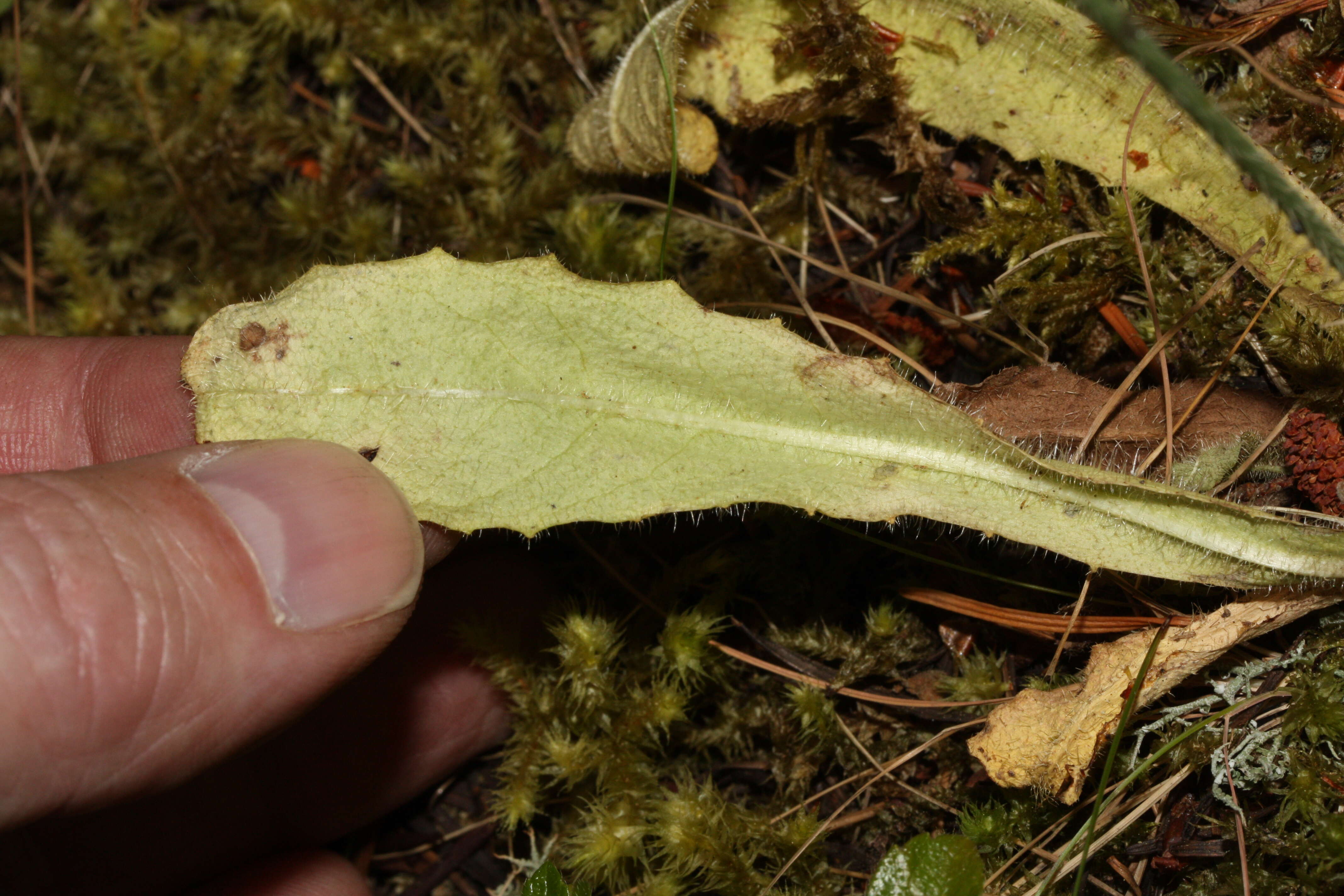 Image of Hairy Cat's-Ear