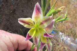 Plancia ëd Gladiolus scullyi Baker