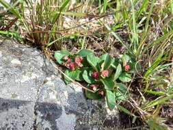 Image of Euphorbia mafingensis (Hargr.) Bruyns