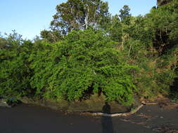 Griselinia jodinifolia (Griseb.) Taub.的圖片