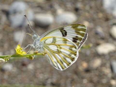 Image of Desert white