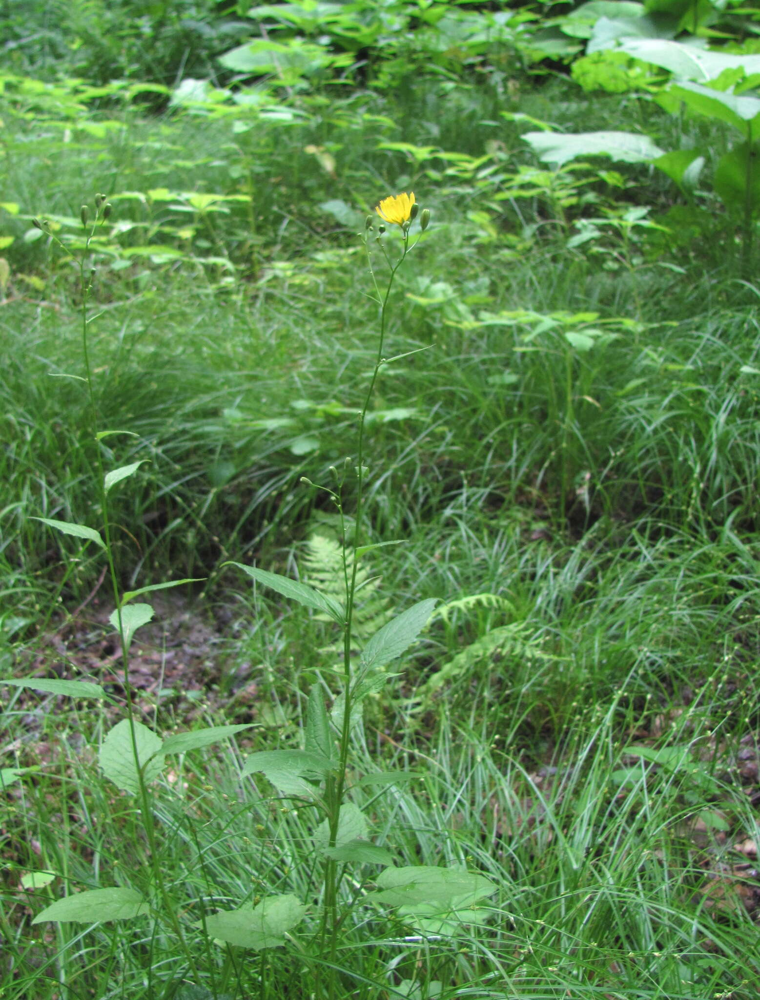 Image of Lapsana communis subsp. grandiflora (M. Bieb.) P. D. Sell