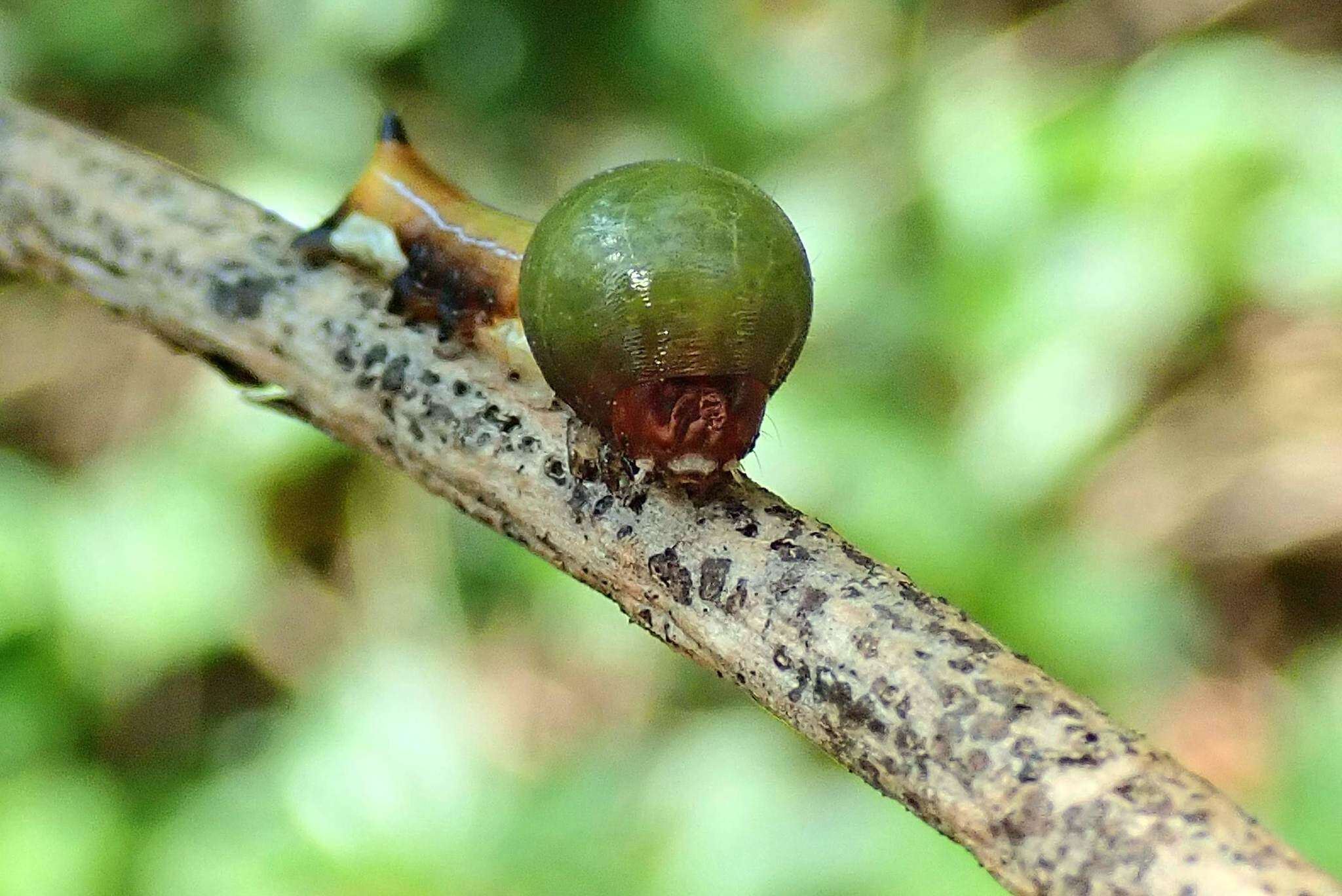 Image of Carea angulata Fabricius 1793