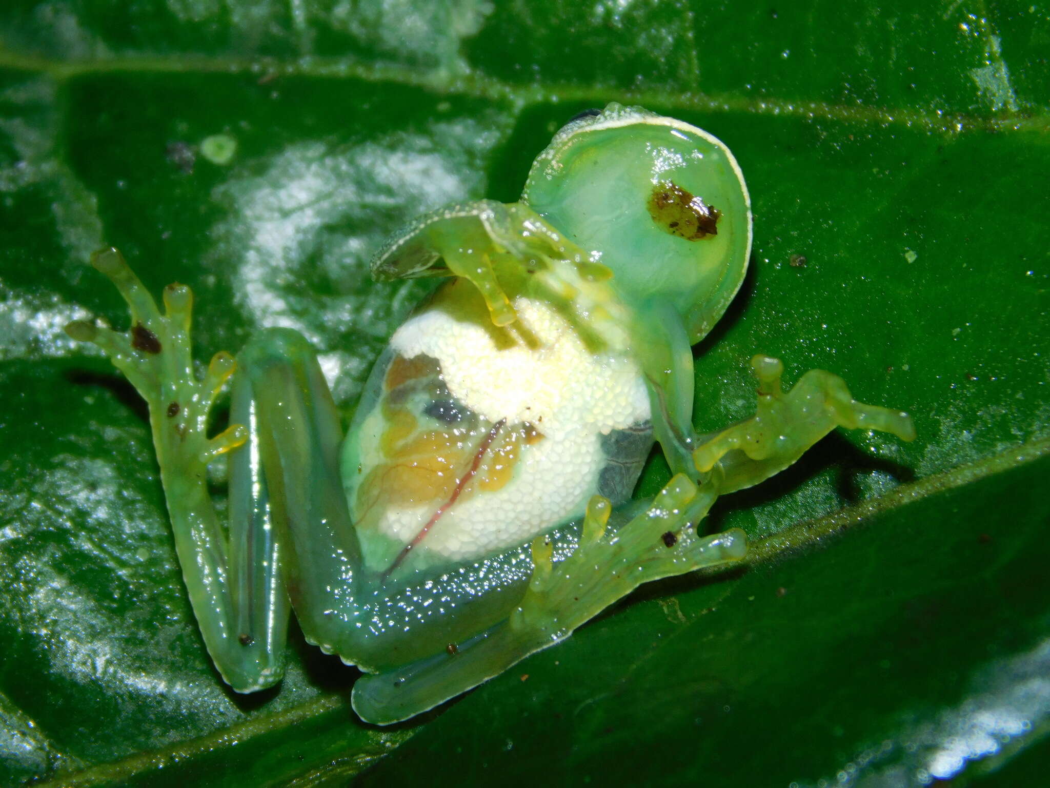 Image of Savage's cochran frog