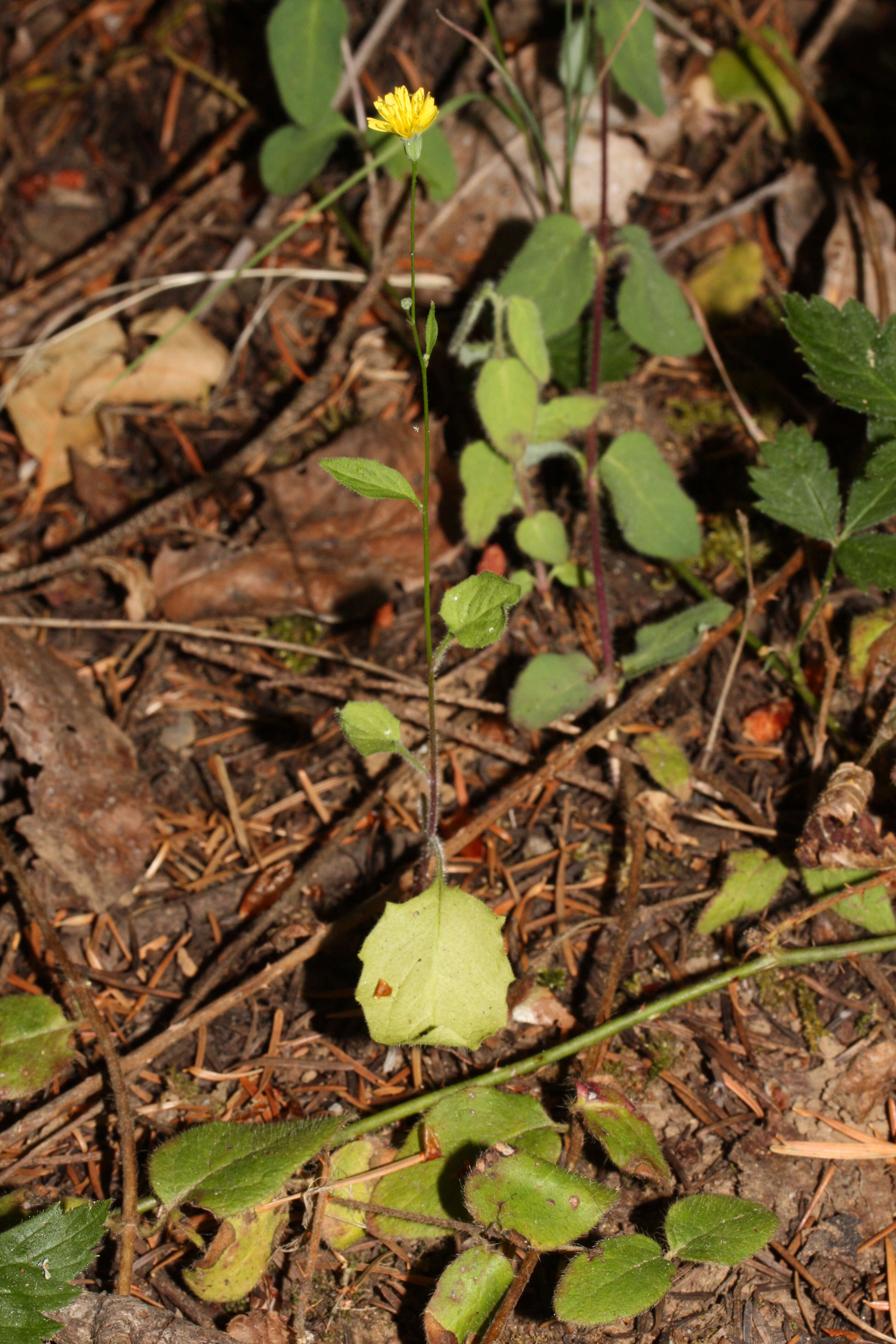 Image of nipplewort