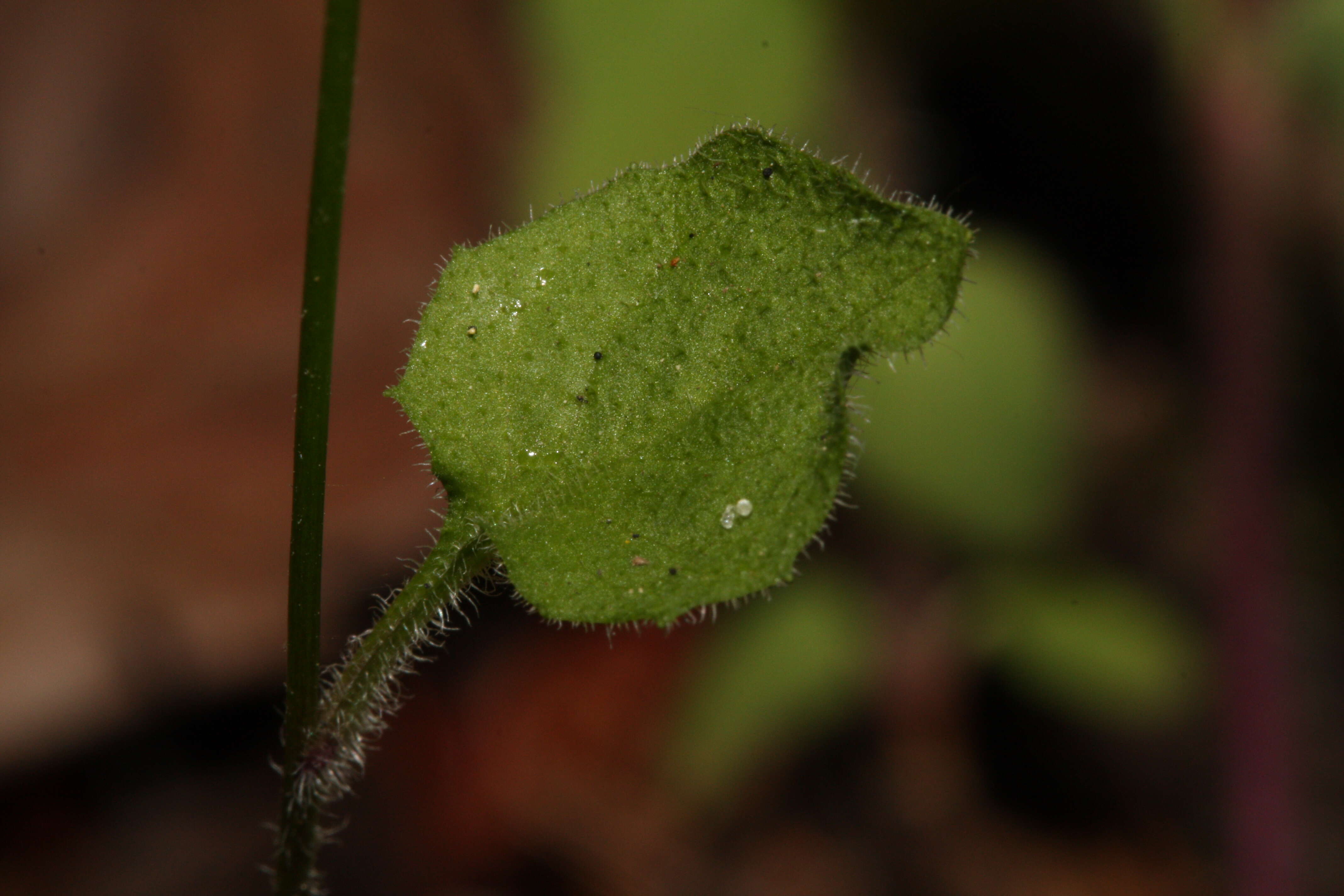 Image of nipplewort