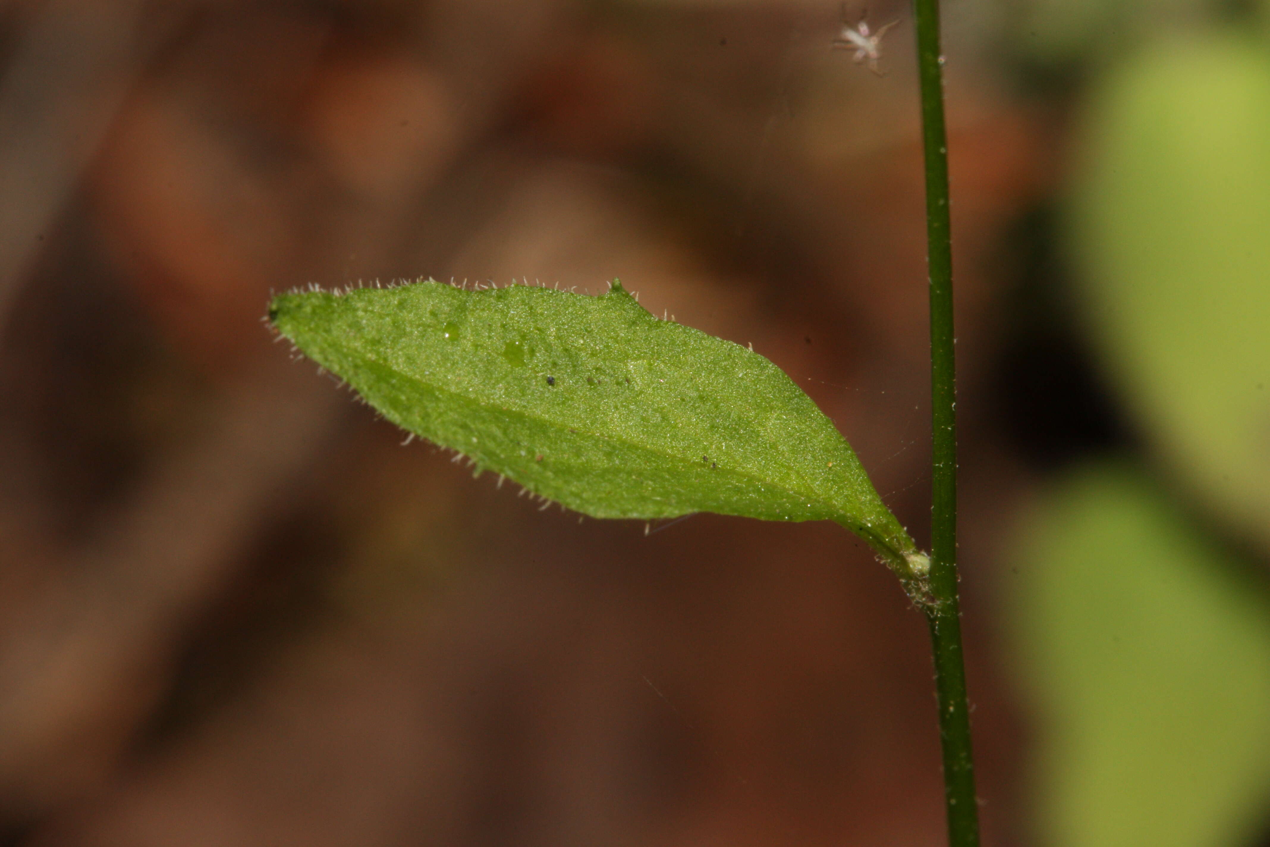 Image of nipplewort