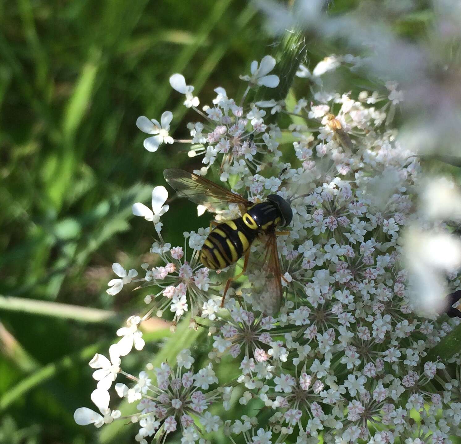 Image de Chrysotoxum verralli Collin 1940