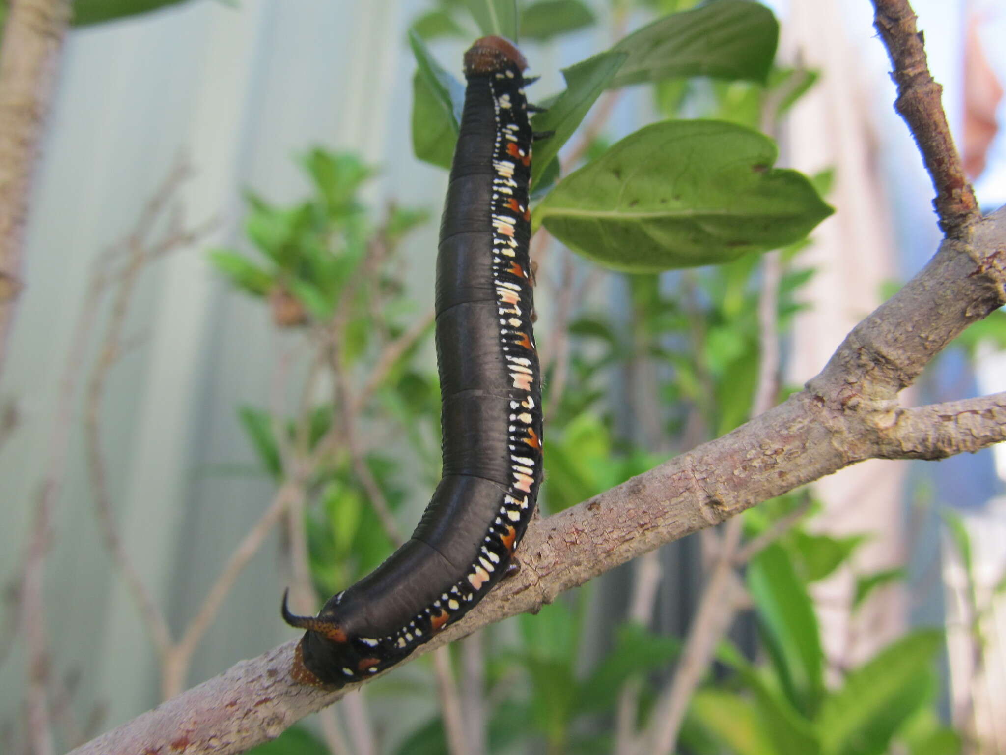 Image of Cephonodes kingii (Macleay W. S. (1826))