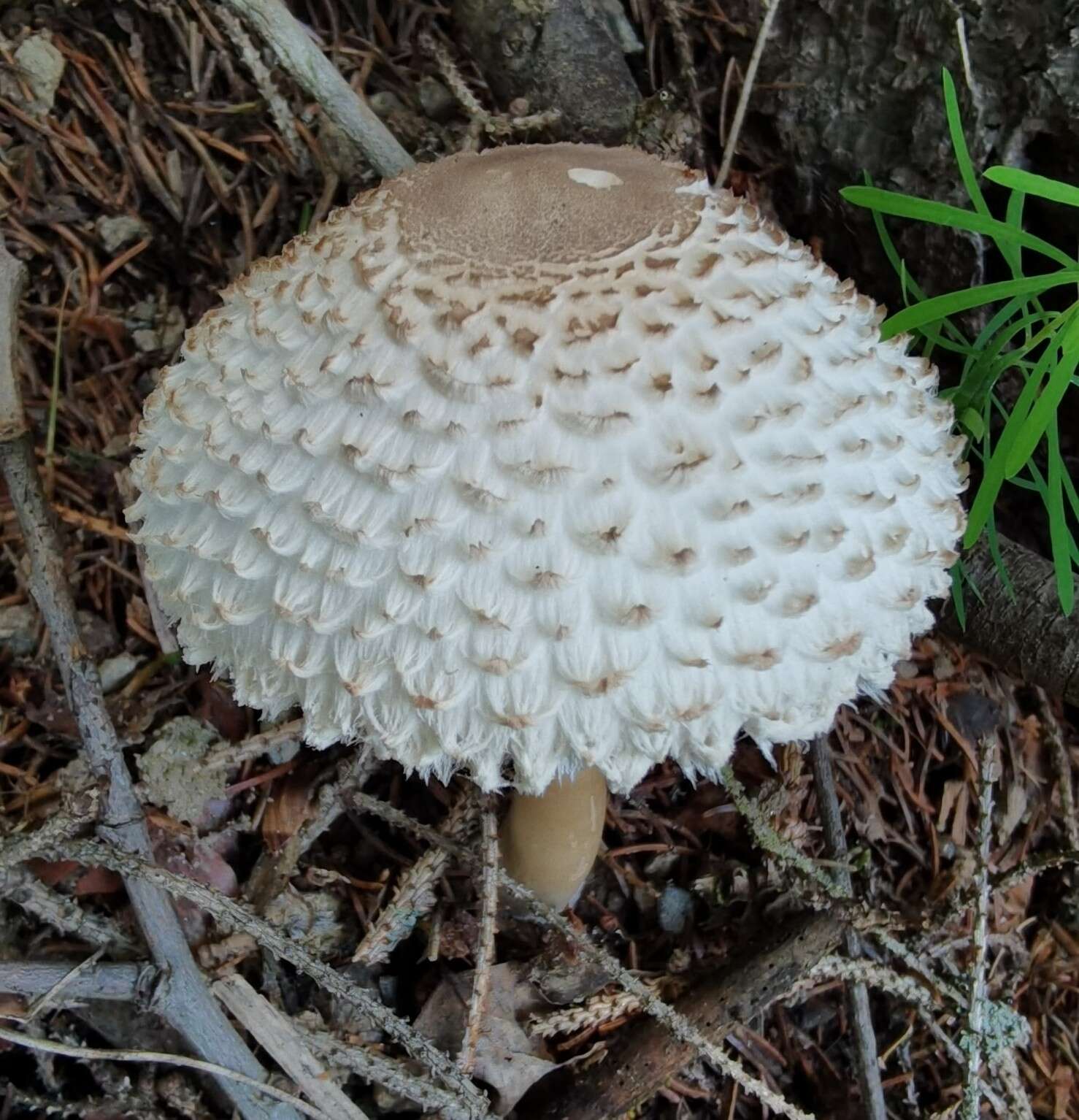 Слика од Leucoagaricus nympharum (Kalchbr.) Bon 1977