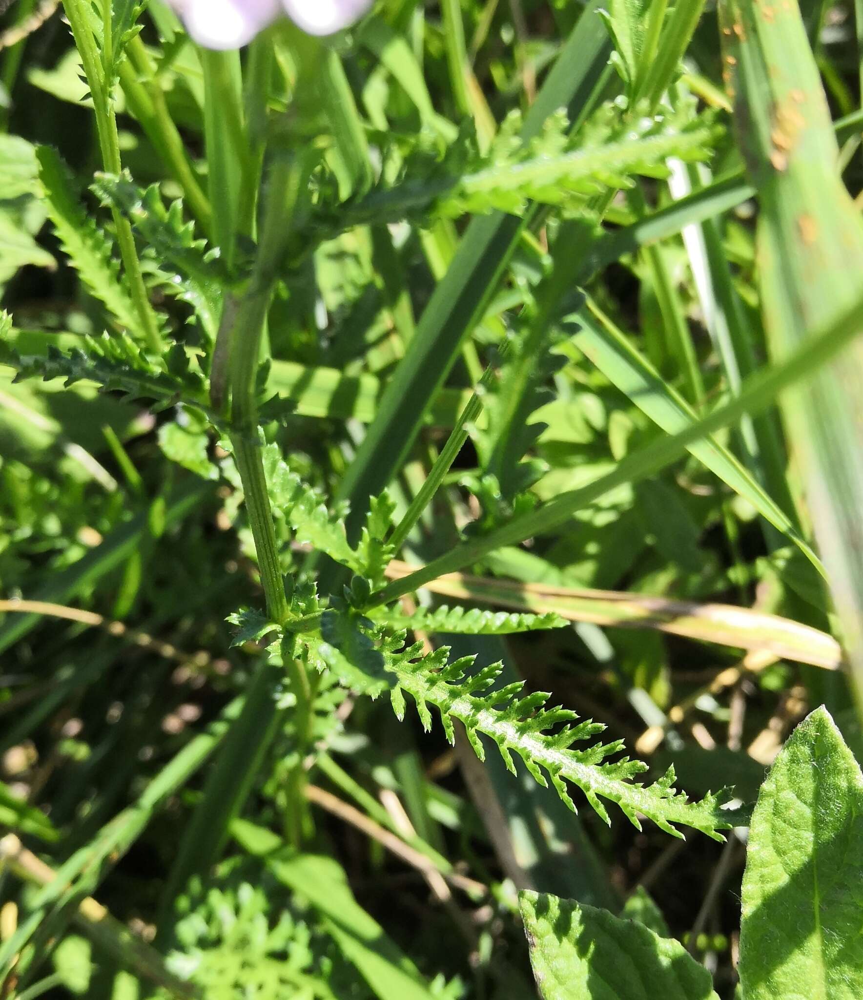 Image of Achillea obscura Nees