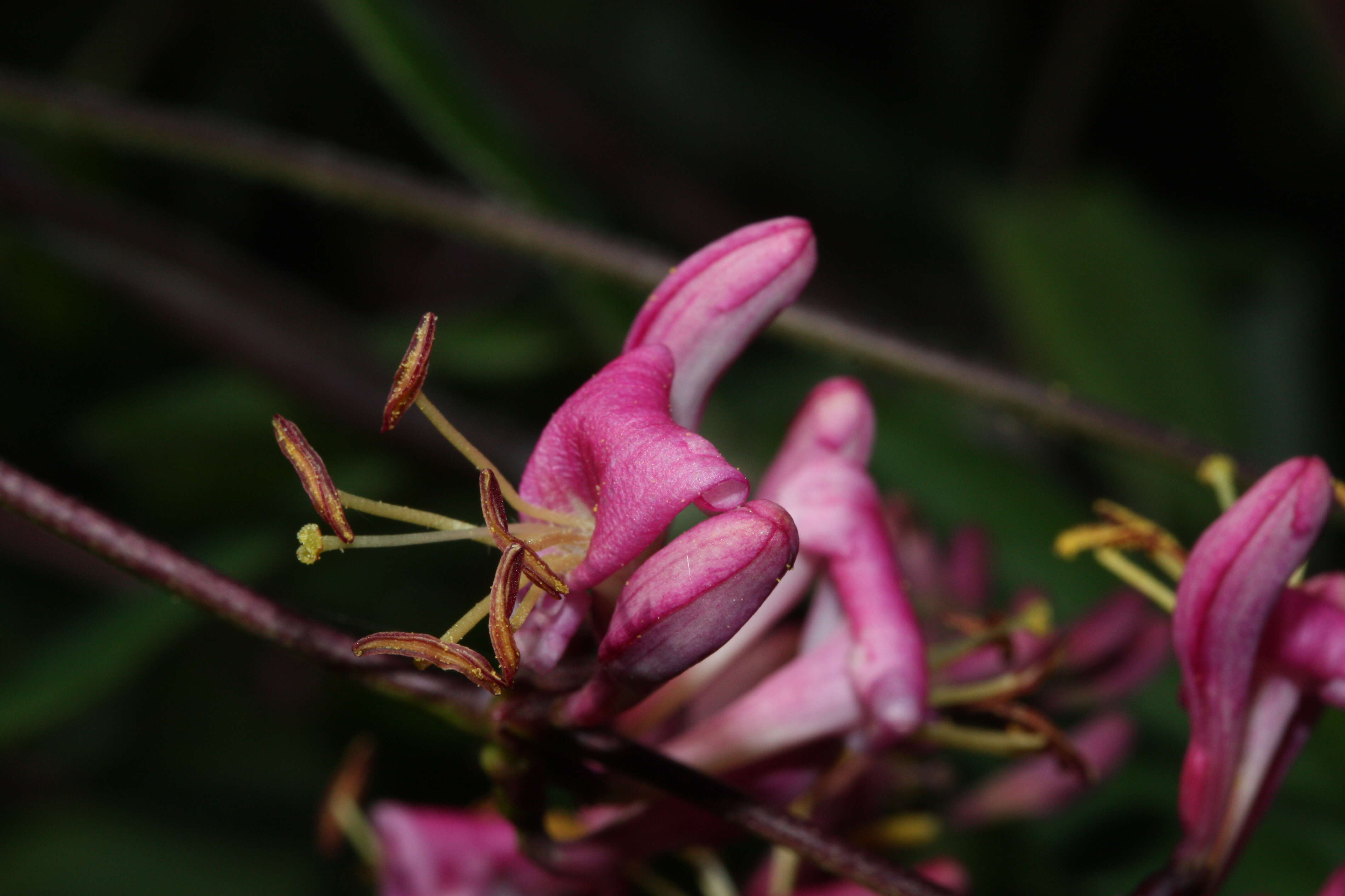 Image of pink honeysuckle