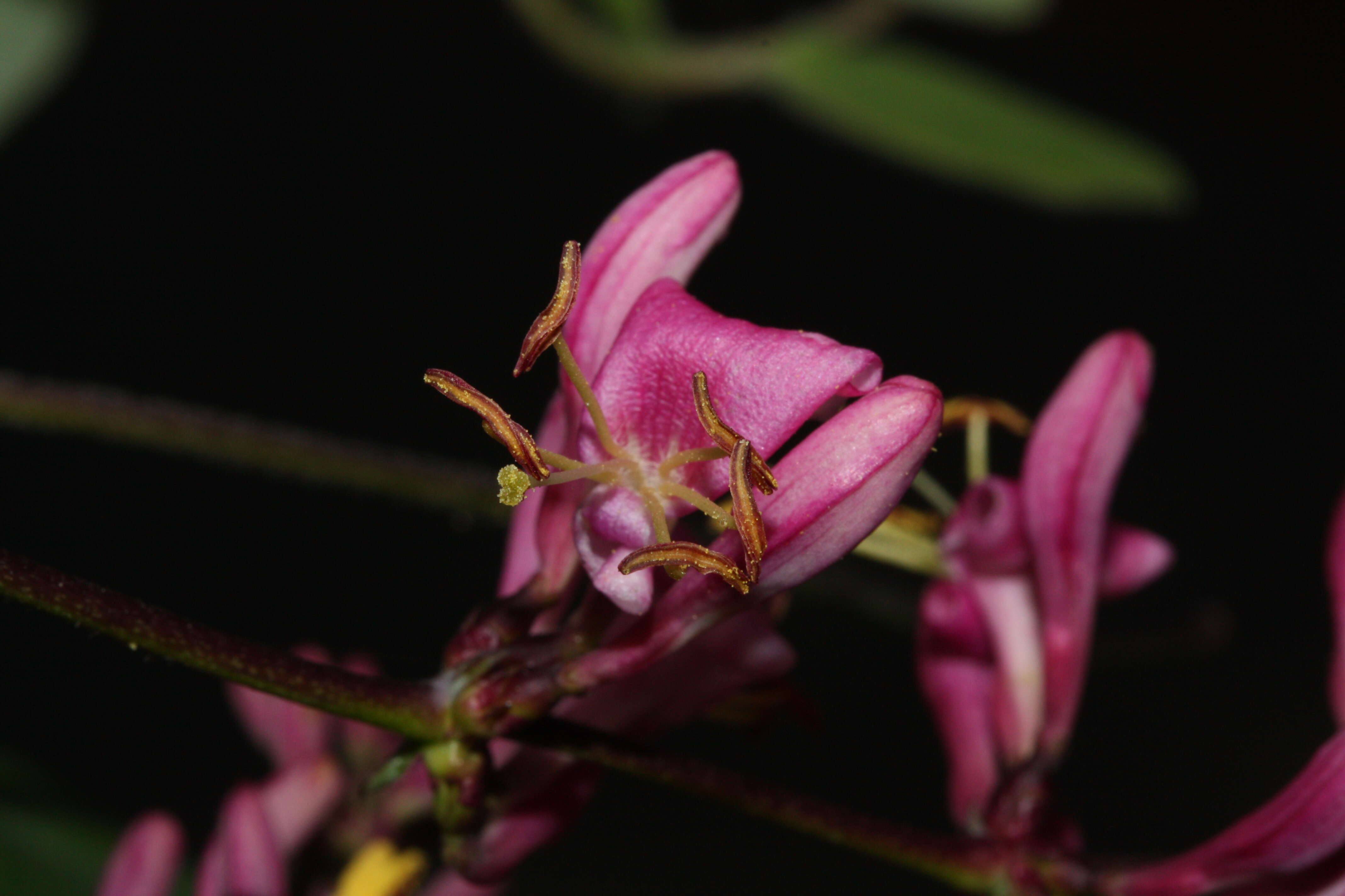 Image of pink honeysuckle