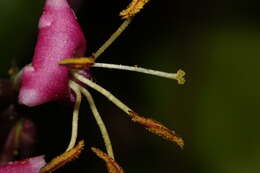 Image of pink honeysuckle