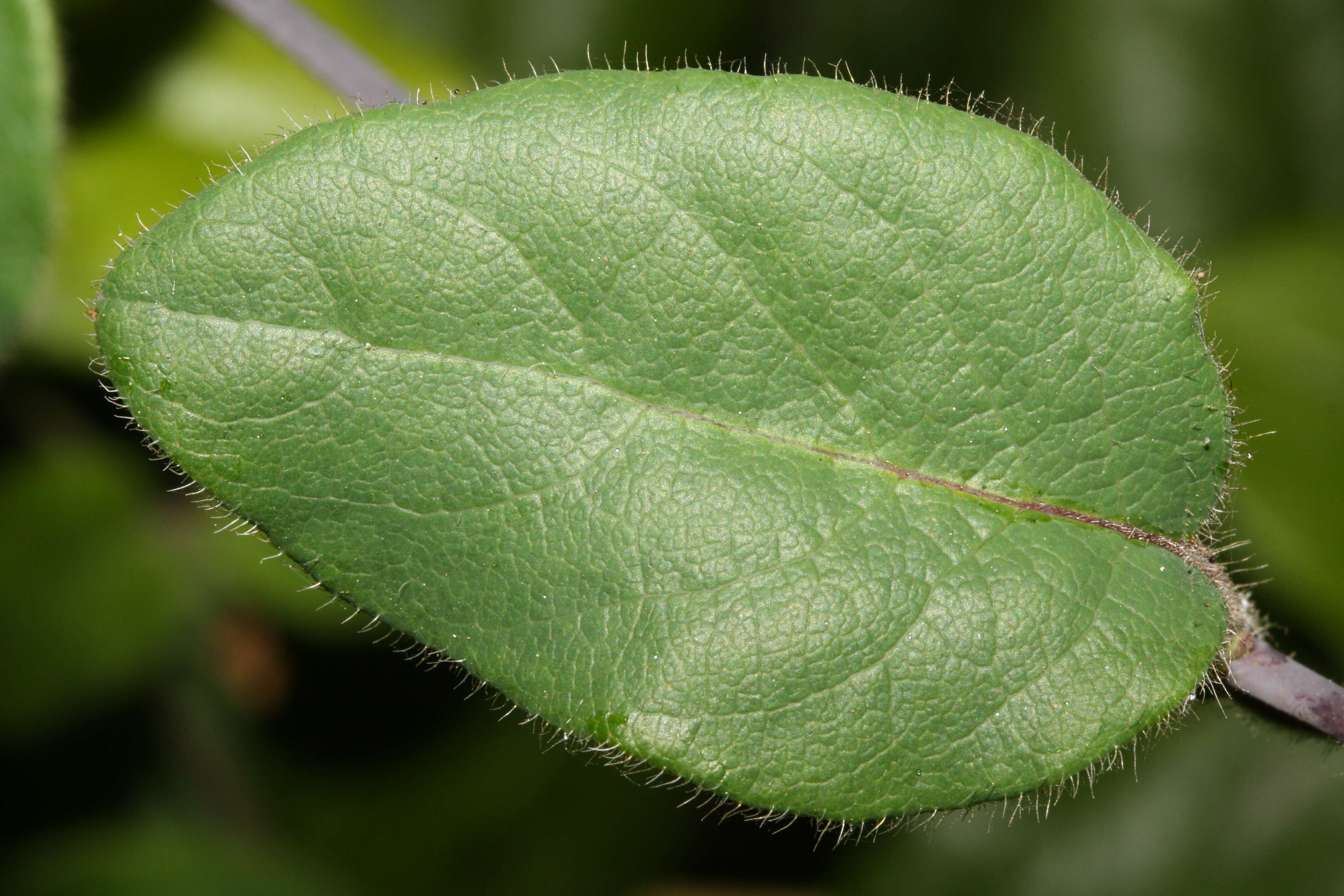 Image of pink honeysuckle