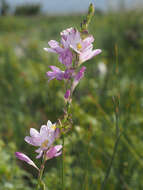 Image of Ixia orientalis L. Bolus