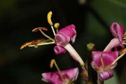 Image of pink honeysuckle