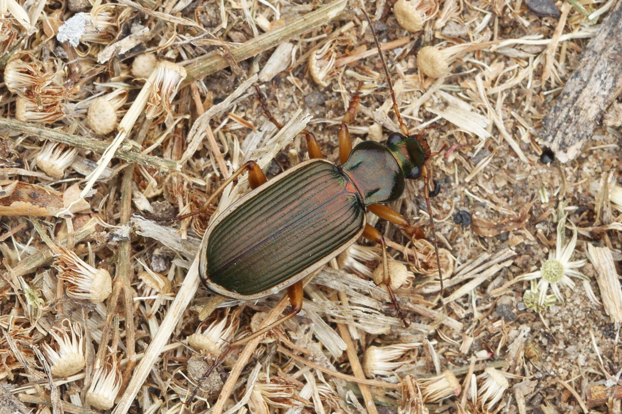 Sivun Chlaenius (Chlaenites) spoliatus (P. Rossi 1792) kuva