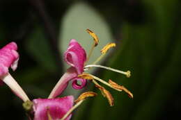 Image of pink honeysuckle