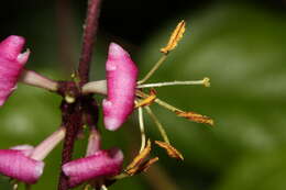 Image of pink honeysuckle