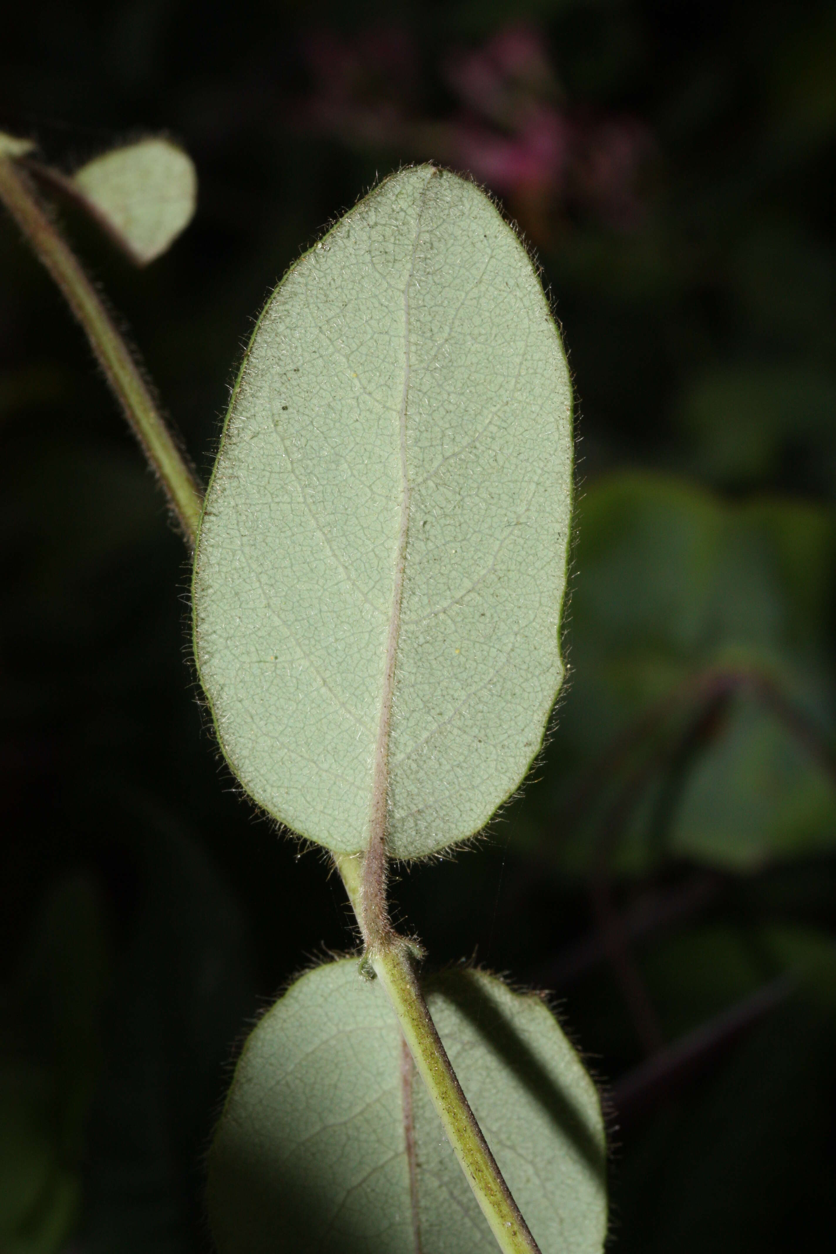 Image of pink honeysuckle