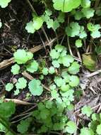 Image de Hydrocotyle americana L.