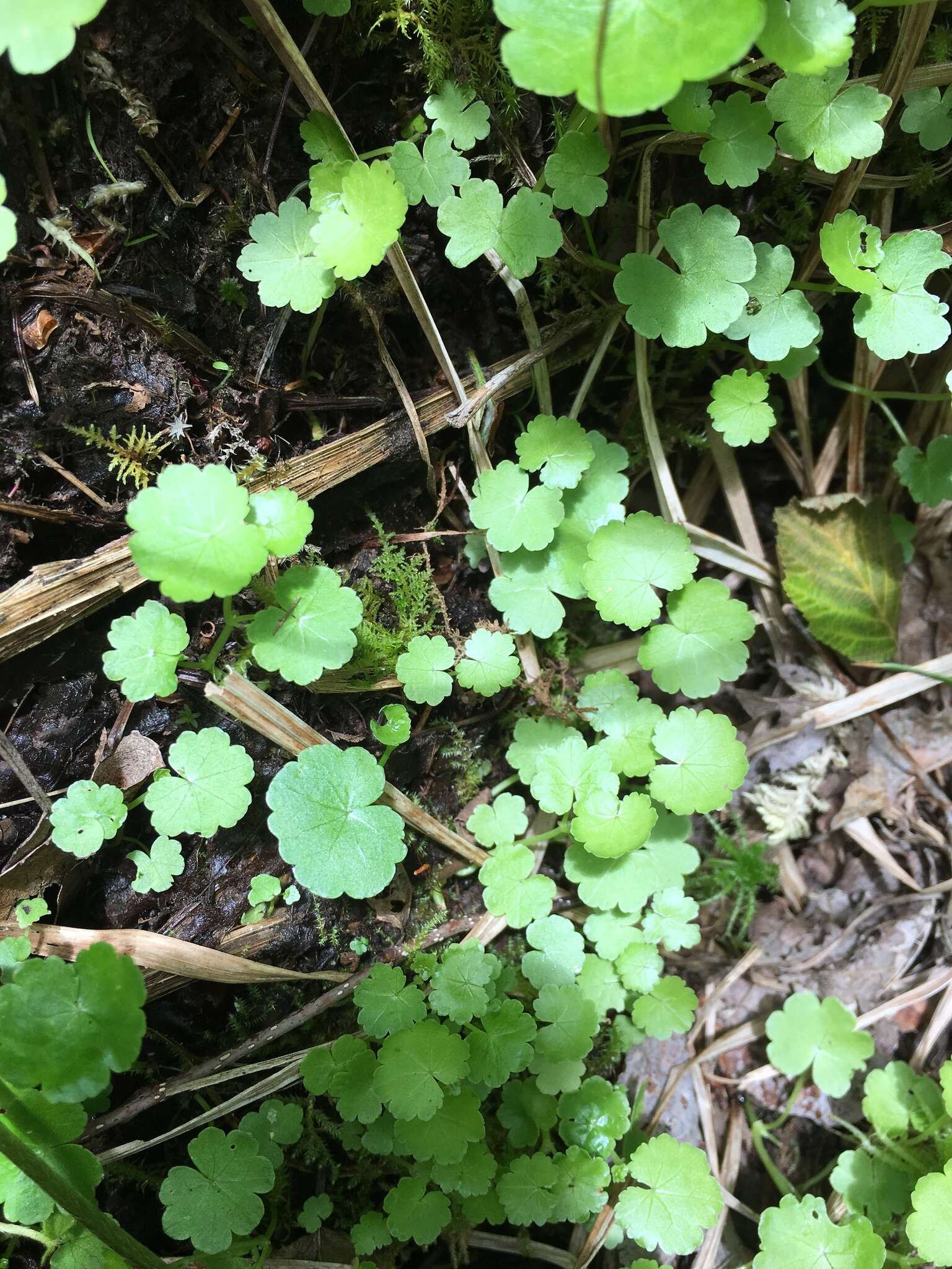 Image de Hydrocotyle americana L.