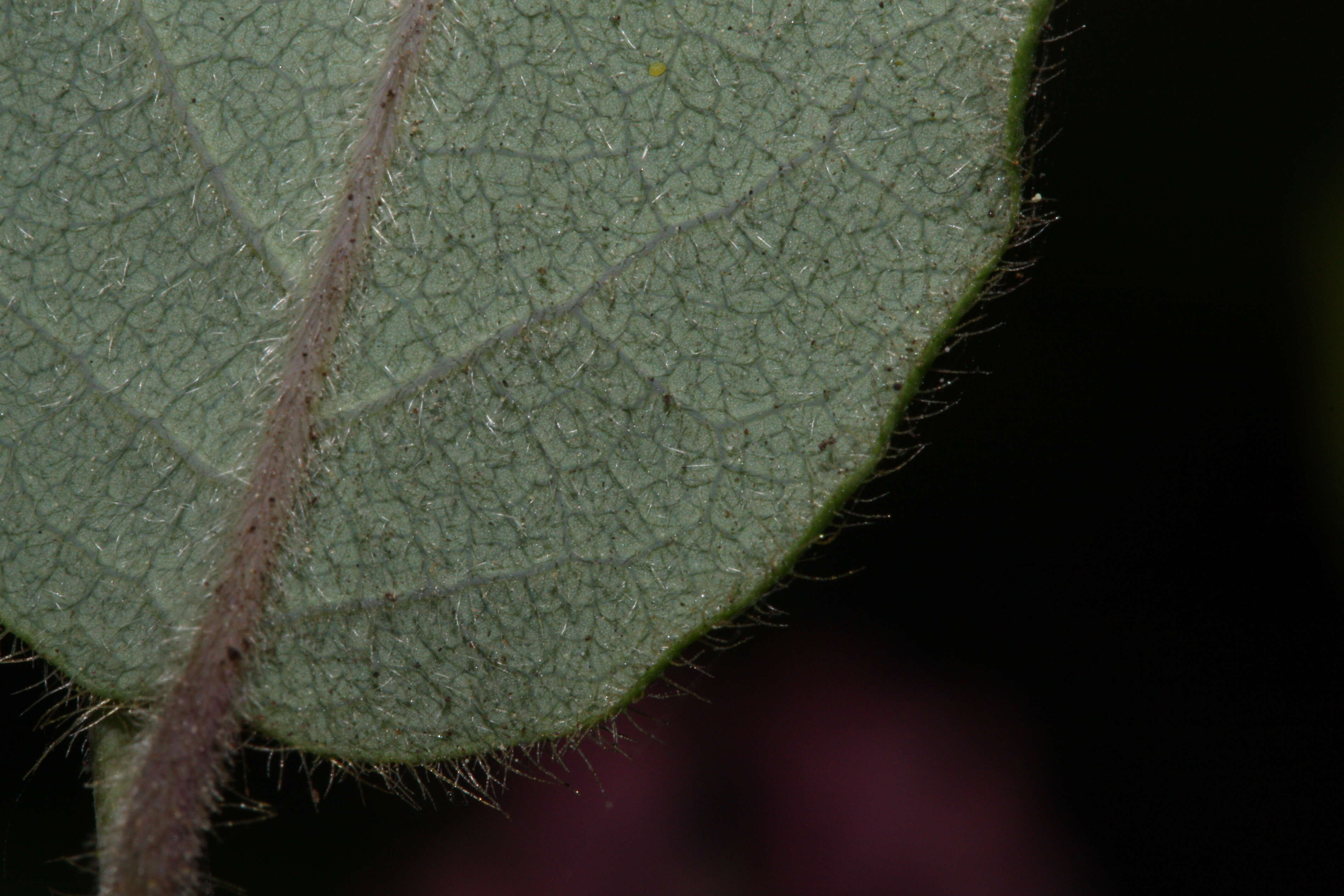 Image of pink honeysuckle