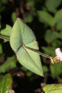 Image of pink honeysuckle