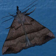 Imagem de Hypena proboscidalis Linnaeus