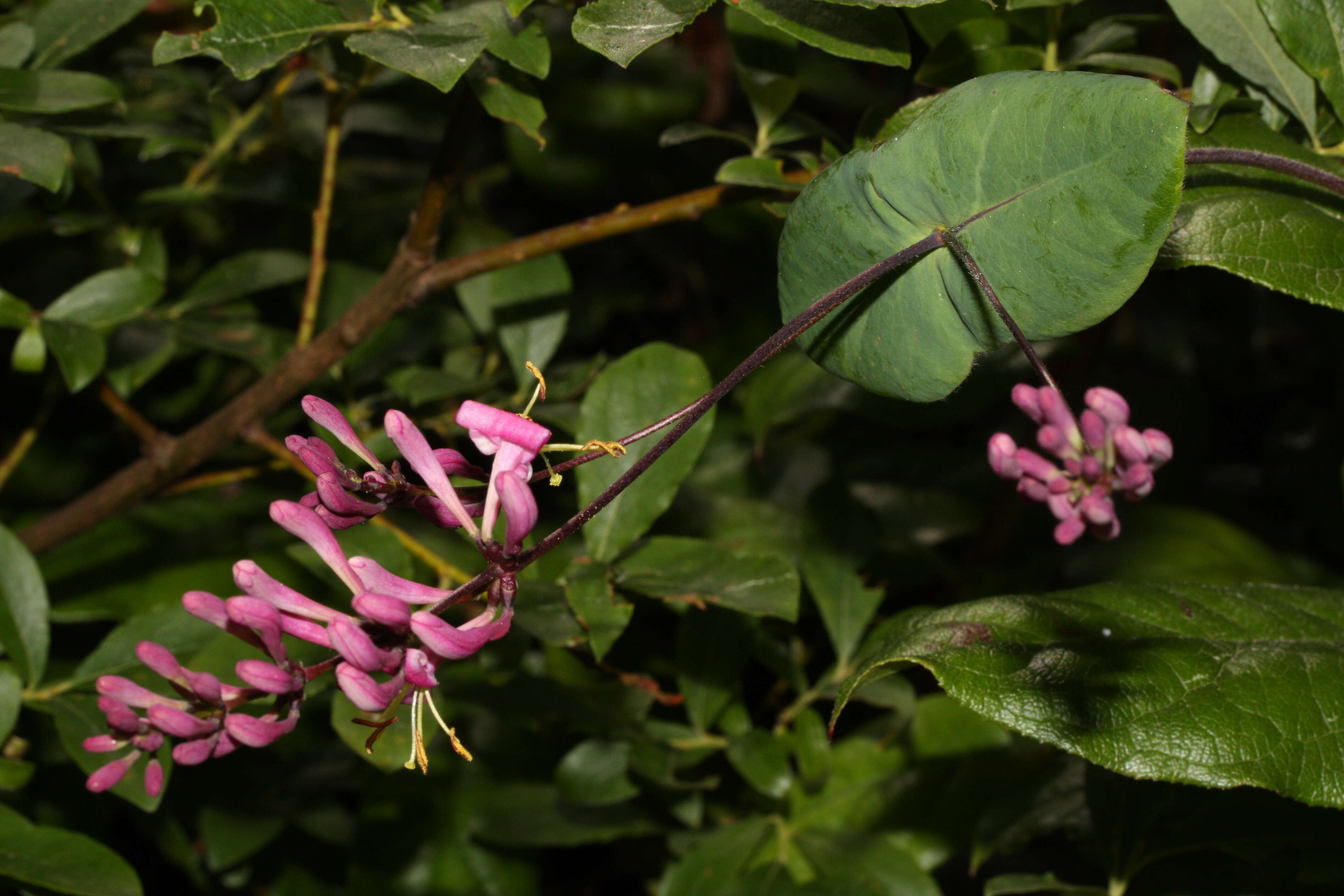 Image of pink honeysuckle