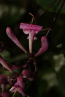 Image of pink honeysuckle