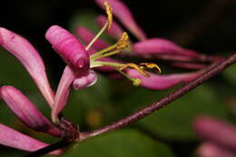 Image of pink honeysuckle