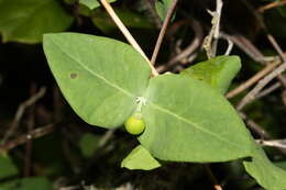 Image of pink honeysuckle