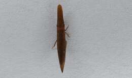 Image of Paracephaleus