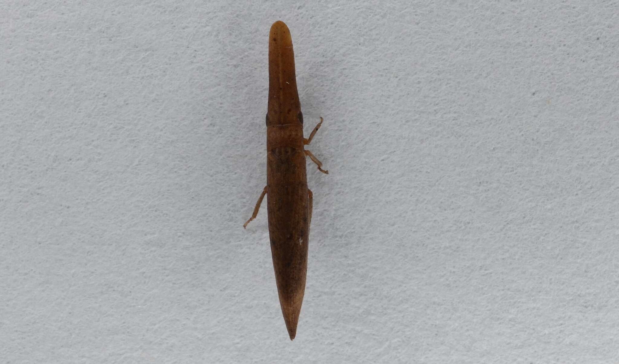 Image of Paracephaleus