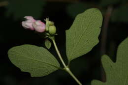 Image of common snowberry