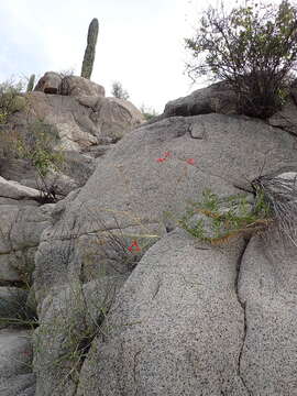 Image of Baja bush snapdragon