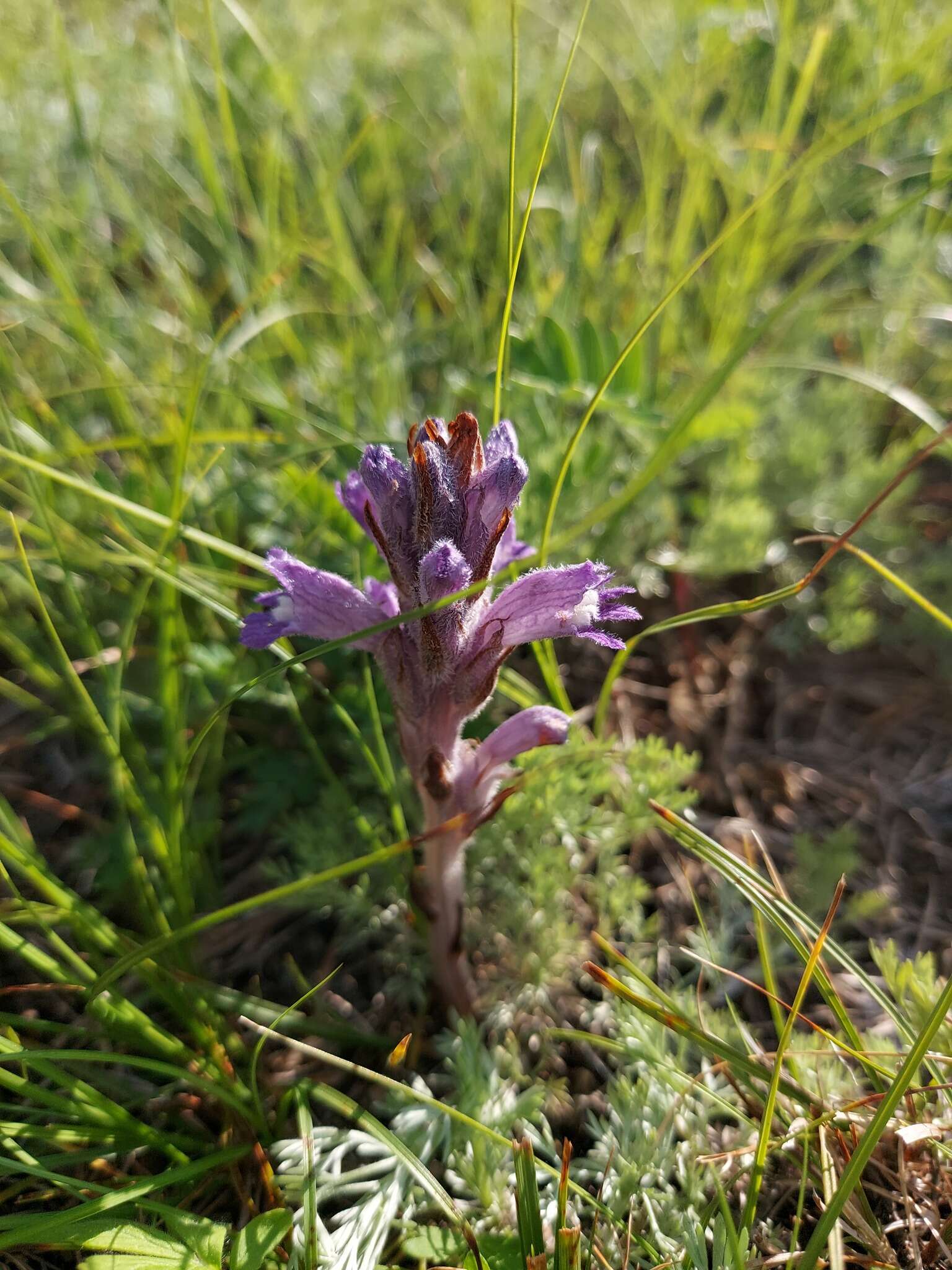 Image of Phelipanche caesia (Rchb.) Soják