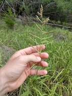 Image of ribbed paspalum