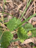 Image of Olearia rugosa subsp. allenderae (J. H. Willis) Hawke ex Messina