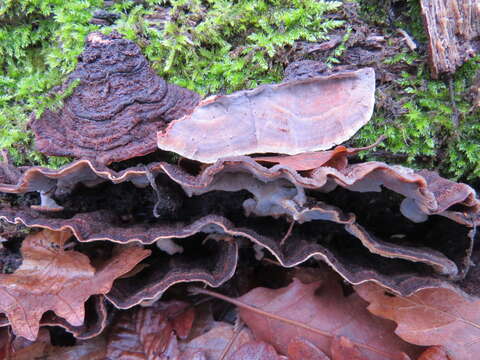 Image of Porostereum spadiceum (Pers.) Hjortstam & Ryvarden 1990